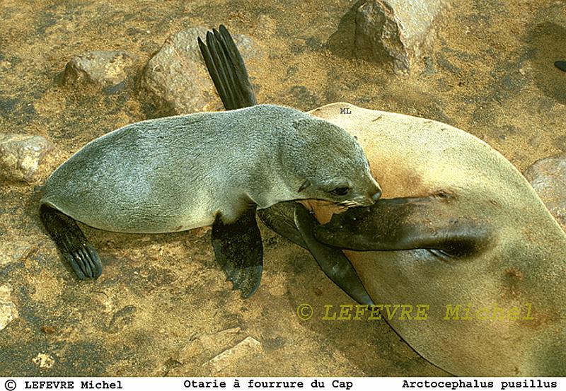 190 Bébé otarie.jpg - Otarie à fourrure du Cap - Arctocephalus pusillus - Cap Cross - Namibie